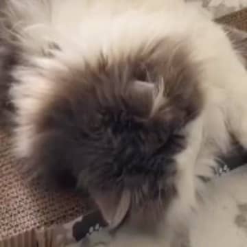 寒い朝、寝ている猫のもとにやって来た『女の子』→持ってきたものを見ると…尊すぎて泣ける瞬間が11万再生「優し～～い」「思わず感動した」