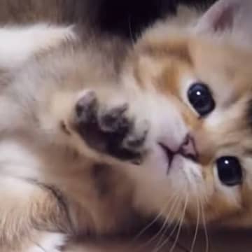 赤ちゃん猫が兄弟猫にちょっかいを出した結果…思わず頬が緩む『可愛すぎる光景』が８万再生「天使のようだ」「癒しをありがとう」