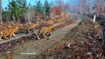 中国初、「野生アムールトラの五つ子」確認