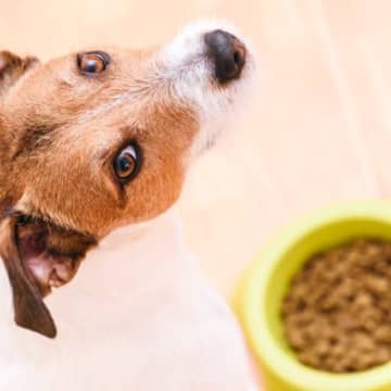 犬に『フードが合っていない』サイン５選　今すぐに病院へ行くべき危険な状態まで