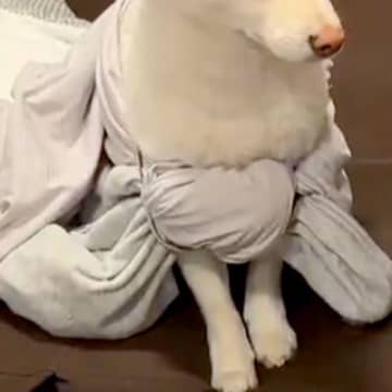 女の子の遊びに付き合う保護犬→そのまま取り残され…あまりにもシュールな光景に爆笑「虚無感がとても良い」「ご利益ありそうｗ」と3万いいね