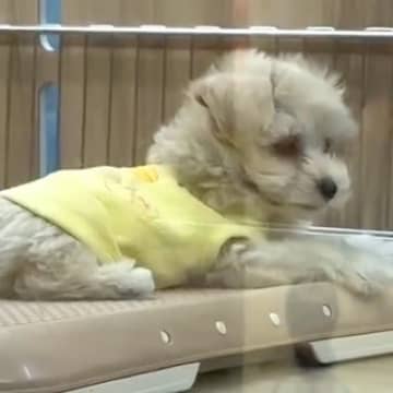 『おっとり癒し系な赤ちゃん犬』を飼ったと思っていたら…予想を裏切る『まさかの豹変っぷり』が41万再生「ギャップが笑える」「元気が一番」