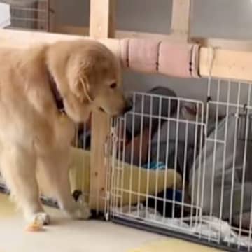 なぜか父親が『大型犬のケージ』で爆睡していて…思わずワンコも困惑してしまった『まさかの光景』が5万再生「あけてって言ってる」「可愛いｗ」