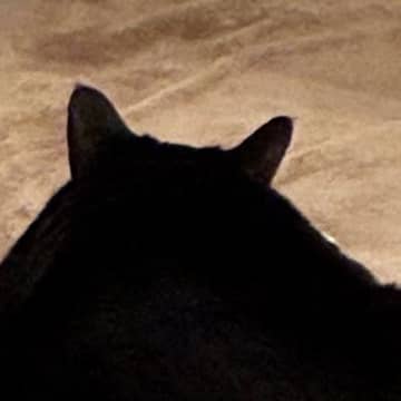 のんびりとくつろいでいた猫→背後から『名前を呼んでみる』と…予想外すぎる"かわいい反応"に１万いいね「今気分じゃないんだニャ」「愛おしい」