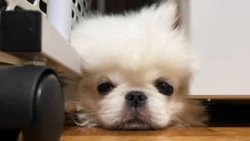 「予想外だったw」わんちゃんが“靴に擬態”！？まさかの場所で飼い主の帰りを待つかわいすぎる姿が話題「健気で泣ける」とりこになる人が続出【激かわアニマル奇跡の瞬間】