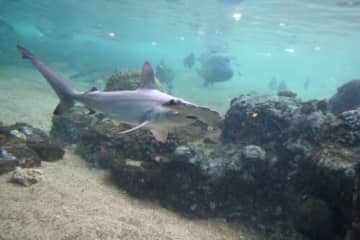 サメを観察し触れて学べる「シーパラ サメ博」開催