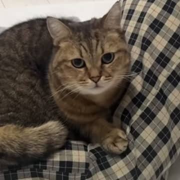 ママの足の上でくつろぐ猫→どいてほしくて『ブルブルと震えてみた』結果…爆笑の展開に反響「姿勢が辛そうで笑った」「絶妙なフィット感ｗ」