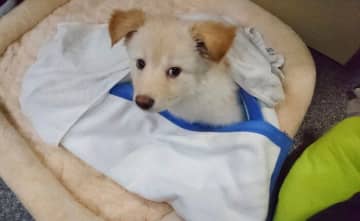 「しつけはそう簡単にはいかなかった」元保護子犬と根気強く向き合い続けて結ばれた“深い絆”に心温まる