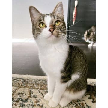 夏毛でほっそりしていた猫が5カ月後→冬毛で“もっふり”まんまるに！　写真を比較して驚きの声