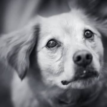 犬の『突然死』考えられる原因6選　亡くなる前にみられる兆候や予防策まで