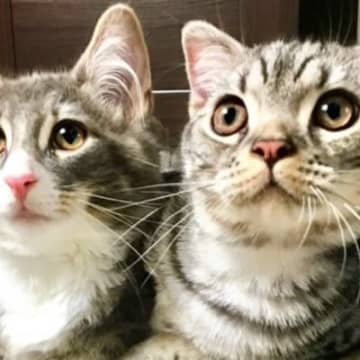 生後３か月ごろに出会った『２匹の猫』→仲良しになって『８年』が経つと……尊すぎるビフォーアフターに反響「すごい」「仲良しでいいな」