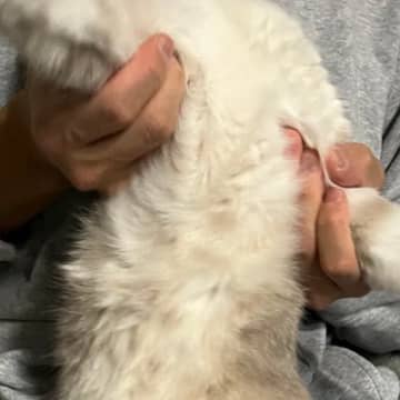 飼い主さんに抱っこされた猫→『嫌すぎた』結果……笑ってしまう瞬間が14万表示「ネコバウアー」「ラストシューティング」と反響