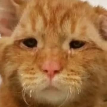 世界一悲しい顔をした保護猫…その理由とは？差し伸べられた手が起こした奇跡