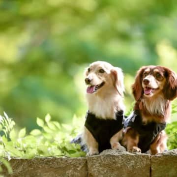 犬同士が『そっくりな体勢』で過ごす心理4選　似てしまうのはなぜ？同じ行動を取る理由とは