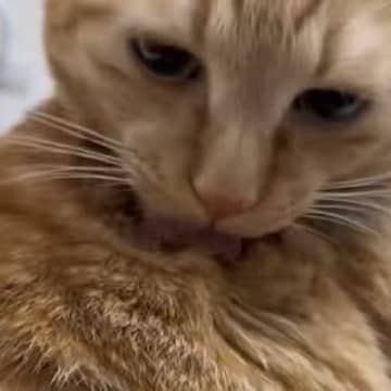 毛づくろいしていた猫→手伝ってあげた結果…『まさかのリアクション』が23万再生「まったく非常識なｗ」「想像以上で笑った」と爆笑の声