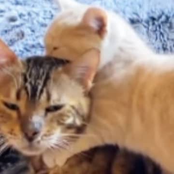 優しいおじいちゃん猫に『育てられた子猫』→大きくなると……心温まる『現在の様子』が54万再生「愛おしくて泣ける」「ほっこりした」