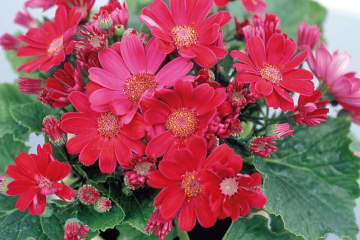 1月4日の花とは？【366日の誕生花と幸せの花言葉】