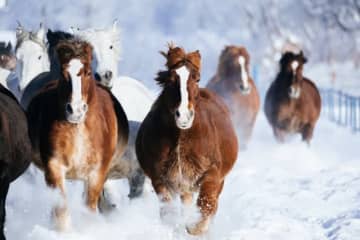 今年は午年。アニメにも縁が深い空想上の“馬”たち　魅力的な精霊・妖怪・悪魔