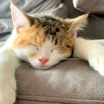 前足を伸ばして眠る生後４ヶ月のネコ→６歳になった結果…悶絶級の『愛おしい寝相』に「かわいいが渋滞しすぎてる」「握手したくなる」と絶賛