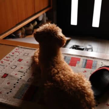犬が『留守番できなくなる』飼い主の行動5つ　苦手を助長するNG行為や安心して待たせるコツまで
