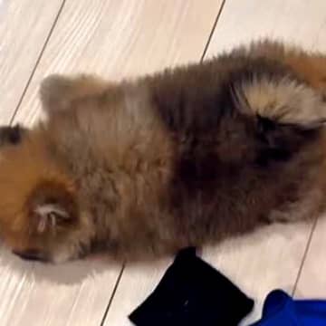 『リビングで赤ちゃん犬が倒れてる』と思って慌てて近づいた結果→『まさかの光景』が衝撃的な可愛さだと66万再生「電池切れｗ」「ぬいぐるみ」