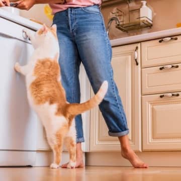 猫がいつまでも『ご飯を要求してくる』ときの原因5つ　病気のリスクや適切な対処法も解説
