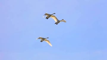 北京の公園を舞うオオハクチョウ