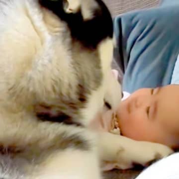 朝、赤ちゃん大好きなハスキー犬が見守り…ずっと見ていたくなる『愛を伝えている光景』がSNSで話題「良いベビーシッター」「優しい」と絶賛