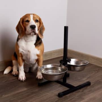 犬が『ご飯を欲しがっている』ときにみせるサイン7つ　愛犬からの要求にどう対応したらいいの？