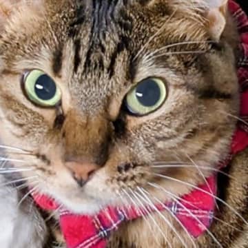 じっと見つめてきて『何か言いたげな表情の猫』→背中を見ると……笑ってしまう瞬間に１万いいね「幸せの重みｗ」「優しいお姉ちゃんｗ」