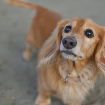 犬が『何もない場所』を見つめるワケとは？不思議な行動をみせる理由や注意点まで