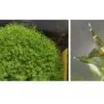 コケ植物の胞子が宇宙で生存できることを確認　宇宙生態系の構築に前進