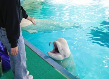 鴨シー閉館後に大人で貸切 学習×休暇“ラーケーション”イベント実施