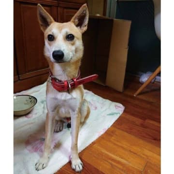 生後推定10カ月で保護された犬と家族になって4年　甘える姿を見せてくれる今、「心を許してもらえて幸せ」