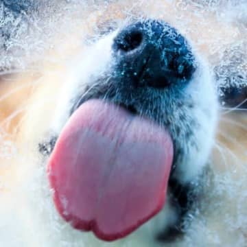 犬が冬に気をつけるべき『病気・怪我』6選　問題を引き起こすNG環境とは？
