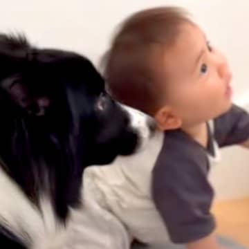 赤ちゃんが階段を登った結果→犬がすぐ後ろについて行き…まるで見守っているかのような『まさかの行動』に反響「頼もしくてかわいいガードマン」