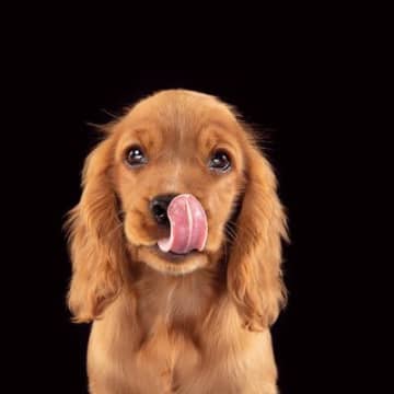 犬に絶対NGな『野菜』５選　与えてはいけない理由や誤食した場合の危険な症状まで