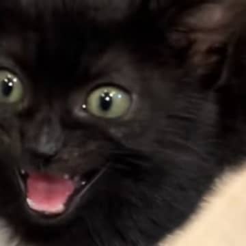 飼い主さんのもとにやって来た子猫→『ごはん食べるの？』と聞いてみると…尊すぎる光景が30万再生「あーたまらん」「声の可愛さにやられたｗ」