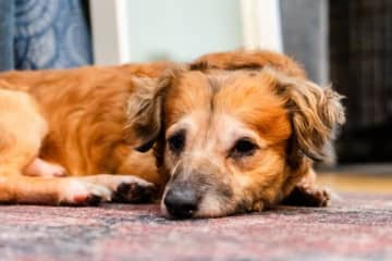 心を閉ざした犬が笑うまで…数々の保護犬を救った女性が語る9つのヒント