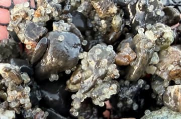 相模川のアユ産卵場、2週間で推定2400万粒の卵を確認　人工的設置　関係者は「大成功」と手応え