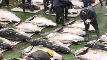 【速報】一番マグロは青森県大間産5億円超　史上最高値　東京・豊洲市場初せり