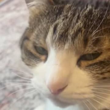 愛猫に『お仕事行ってくるね』と伝えた結果…心奪われる『可愛すぎるお返事』が72万再生「本当に聞こえるｗ」「もう仕事行かない」