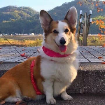 犬の「シニア前期」はいつ？太りやすくなる？　お世話のコツを獣医師に聞いた