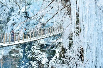 「久々に良いスタート」　橋から眺める埼玉の絶景　冷え込みが厳しく、前年よりも1週間以上早めのオープン　渓谷に透明感のある無数のつららがきらきらと輝く　小鹿野の尾ノ内氷柱