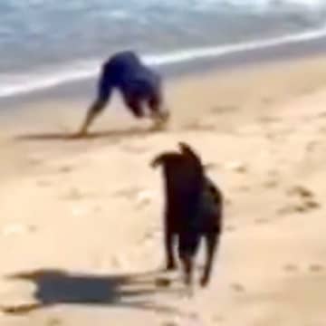 海の砂で山を作っていたら、大型犬が近づいてきて…芸人顔負けの『お笑いを分かっている光景』が41万再生「英才教育ｗｗ」「ルンルン笑顔ｗ」