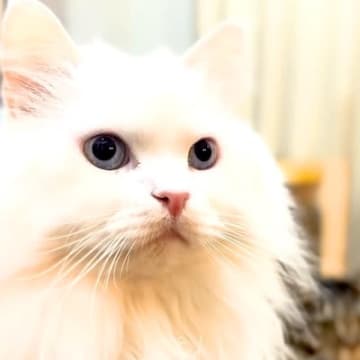 真っ白な元捨て猫→ママが『オヤツを食べるか』尋ねると…あまりにも『愛おしい行動』に反響「まさか、猫の仮面を被った犬」「返事たまらん」