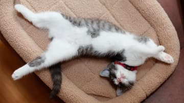 お腹が黒で背中が白の猫はいない！“ソースの垂れ具合”のように決まる「タキシード」「前髪」「眉毛とつけ鼻」柄が生まれる理由