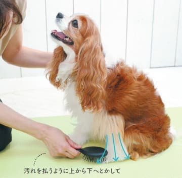 犬のお手入れの疑問を解決　汚れが落ちきらないときはどうすれば？