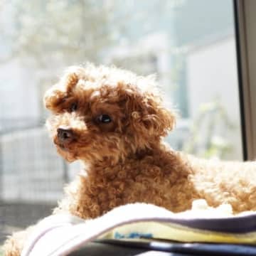 犬が『拗ねてしまった』ときにみせるサイン５選　ふてくされているワンコの行動や機嫌を直す方法まで