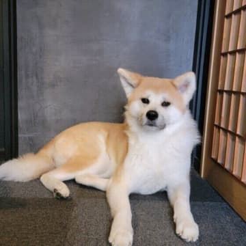 犬の抜け毛、掃除してもすぐ部屋が毛だらけ…？　“今日からできる解決法”を解説！